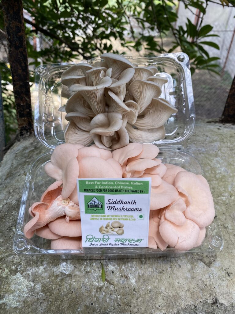 fresh pink and grey oyster mushroom
